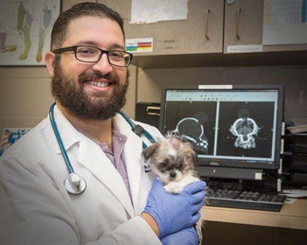 Vet holding small shih tzu in lab