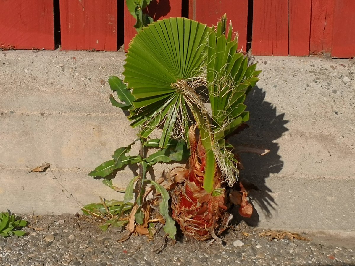 ryanfoland's tweet image. I&apos;ve seen this palm tree grow from a seed in my alley. It&apos;s is a rebel growing between cement🌱. Gardner&apos;s keep cutting it back ✂, but it keeps growing 🌴. Everyday I drive by it, I&apos;m inspired to keep growing no matter what or who trys to cut me down.

#bethetree 
🌴✂🌱🌴✂🌱🌴