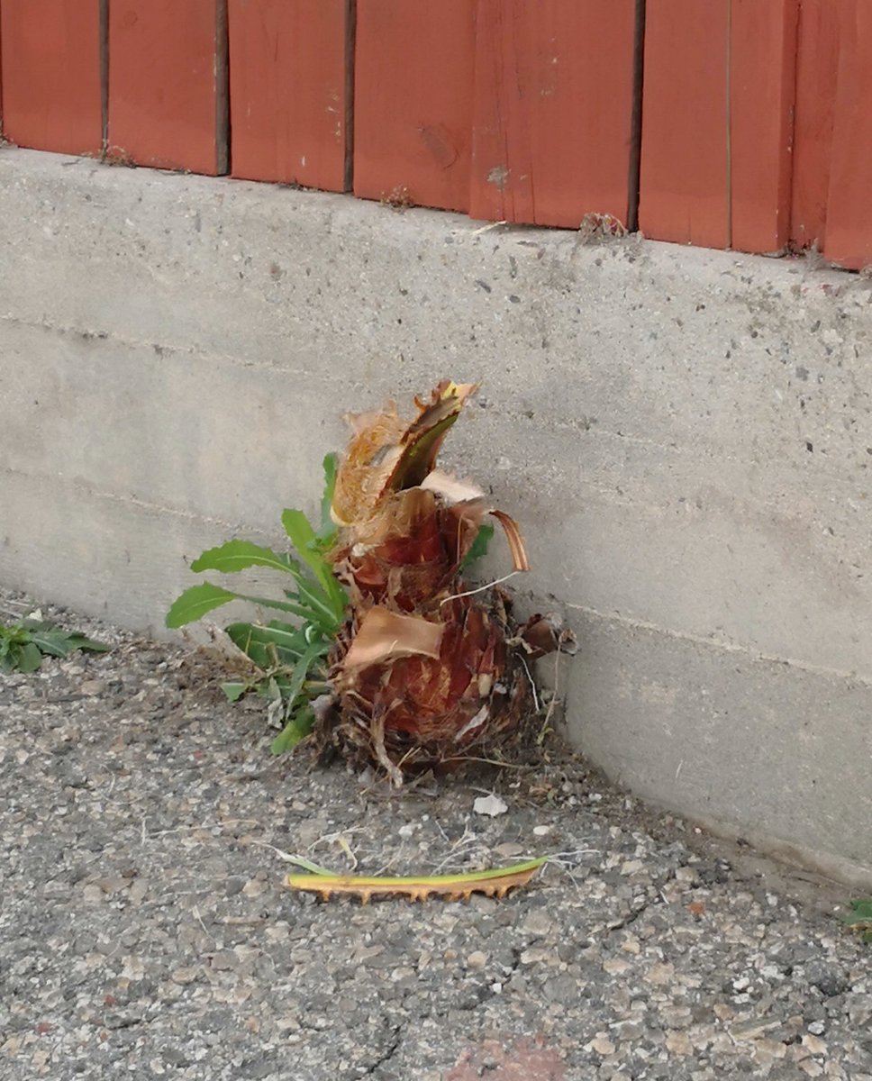 ryanfoland's tweet image. I&apos;ve seen this palm tree grow from a seed in my alley. It&apos;s is a rebel growing between cement🌱. Gardner&apos;s keep cutting it back ✂, but it keeps growing 🌴. Everyday I drive by it, I&apos;m inspired to keep growing no matter what or who trys to cut me down.

#bethetree 
🌴✂🌱🌴✂🌱🌴
