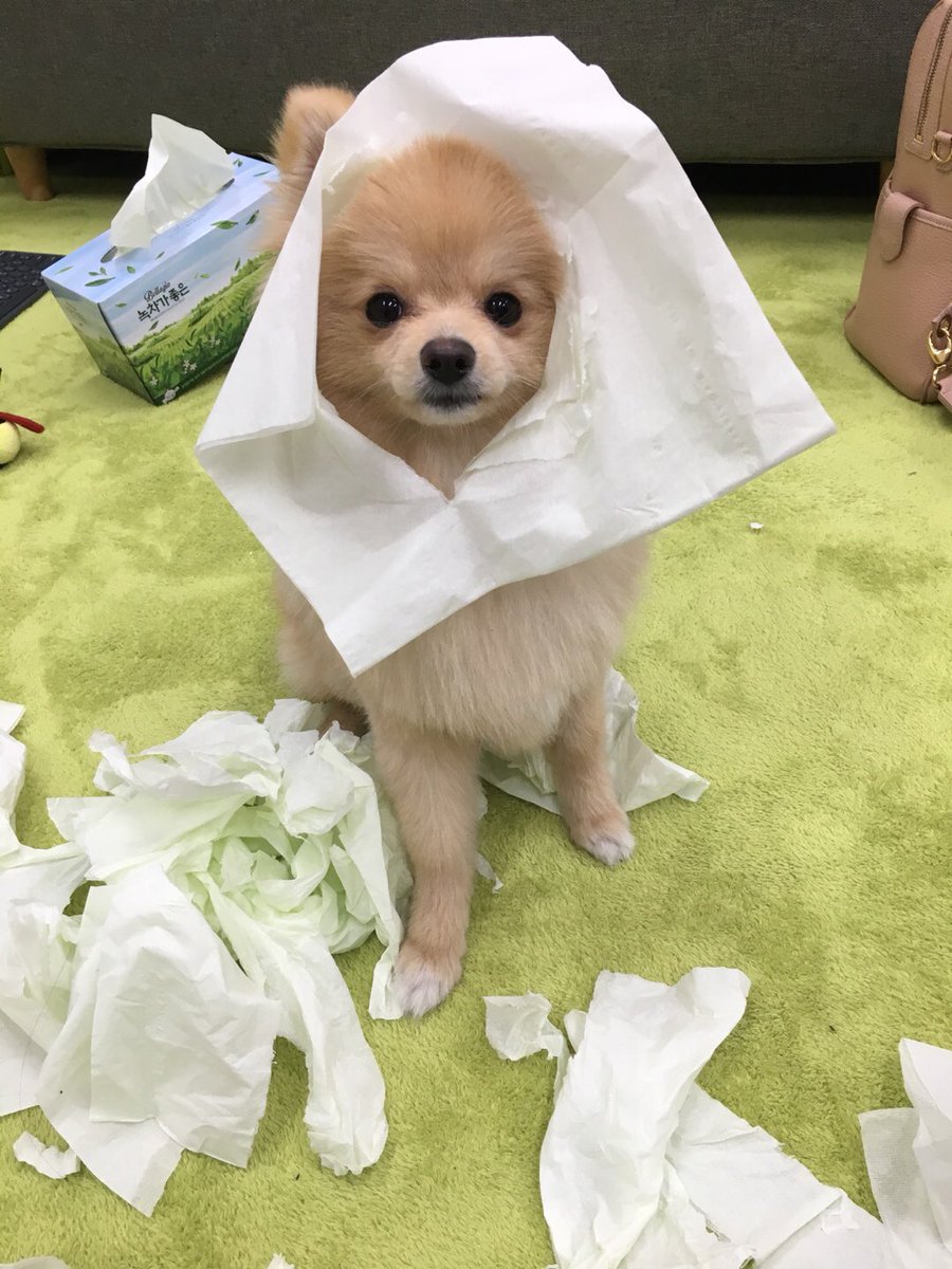 no1_hen's tweet photo. ��지뜯개 https://t.co/1LEfCRoP16