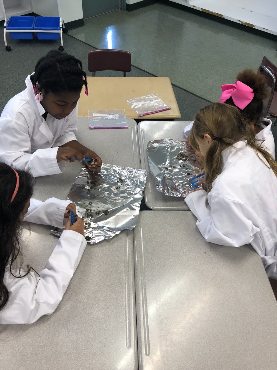 EmbreyKait's tweet photo. A little owl pellet dissection today! @CESbuzzing https://t.co/QiXJSCk8VR