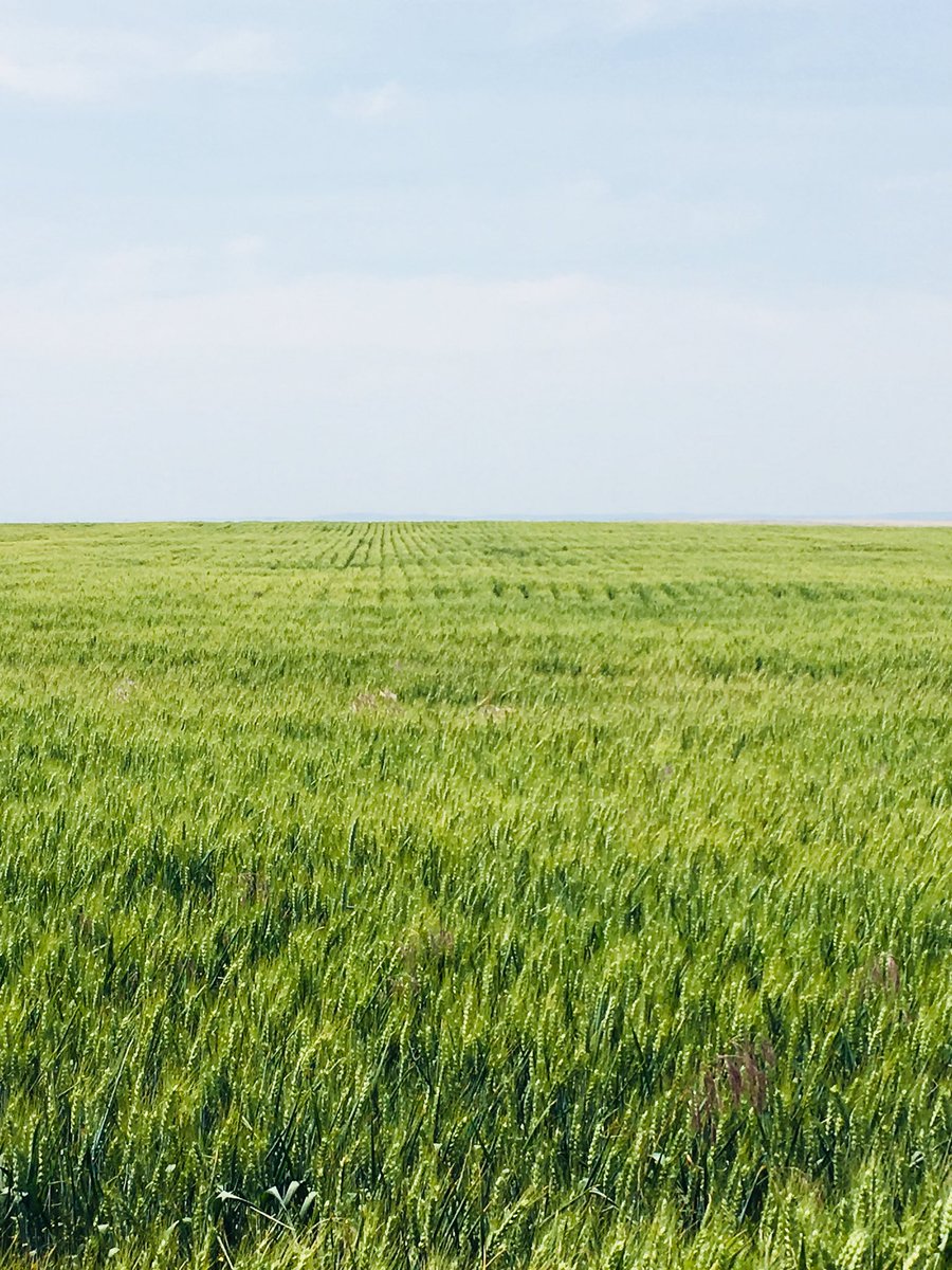 haagsolutions's tweet photo. Another great day out in the fields.  Easy to spot #LCSJet with how erect it stands in the field. Clean look.  @LimagrainWheat #dryland #columbiabasin https://t.co/T8oX6iMfYF