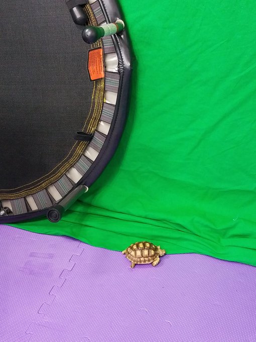 He's my little helper tonight 🐢 https://t.co/hj6ecNlELZ<a href="/tag/mfc"class="tags"><span>#mfc</span></a><a href="/tag/onmfc"class="tags"><span>#onmfc</span></a>