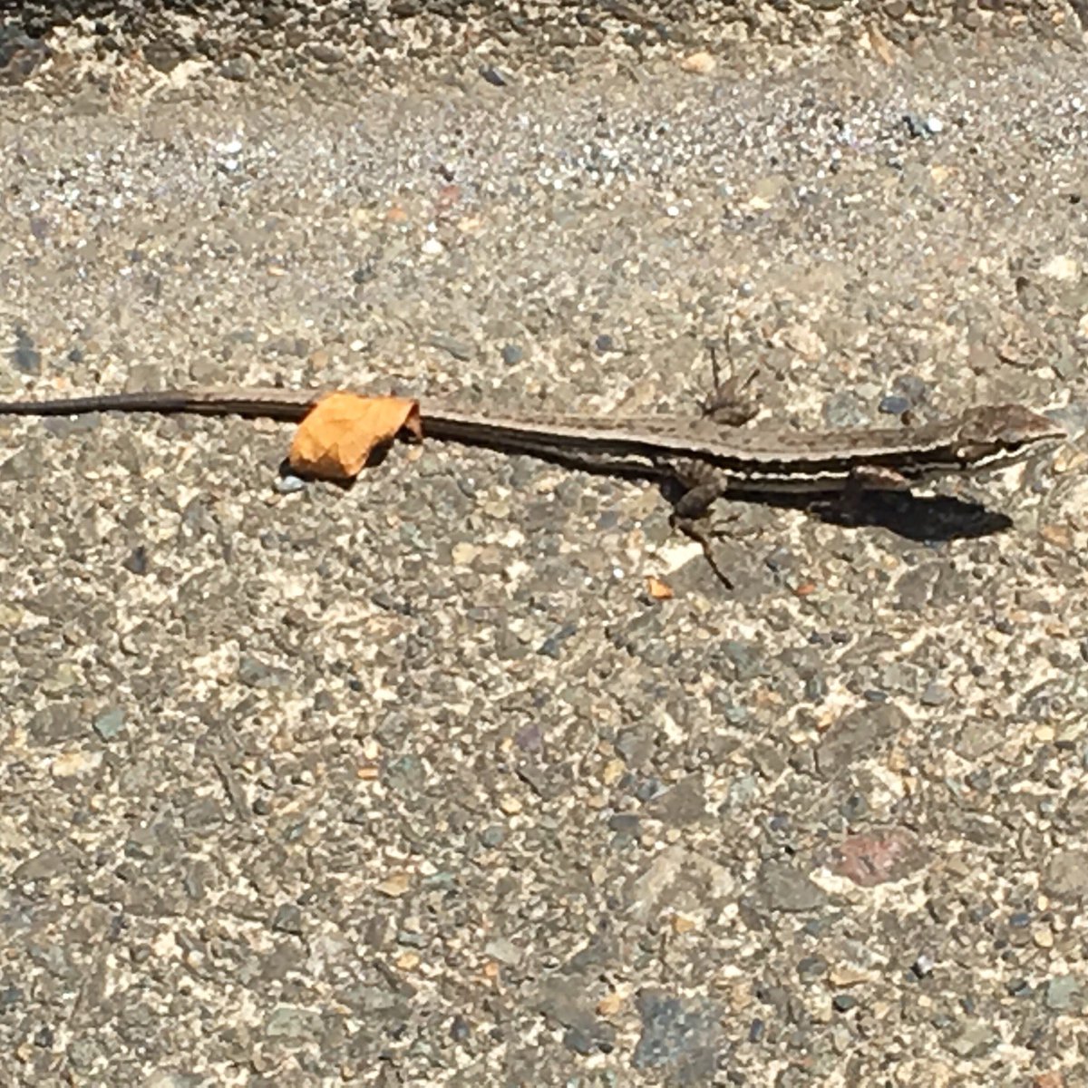 黒木陽人 Sur Twitter か かべちょろ かべちょろって言うの トカゲのことだよね