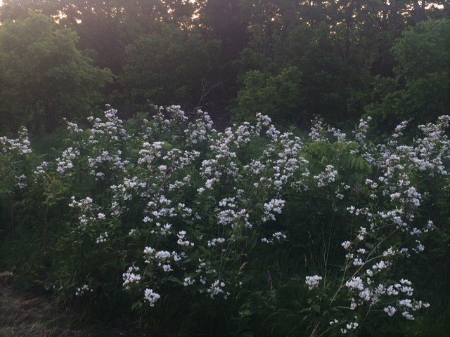 these beautiful white flowers will soon become delicious #local #organic #blackberries watch for them <a href="/BrickWorksMkt/">BrickWorksMarket </a> and <a href="/WithrowMarket/">Withrow Market</a>