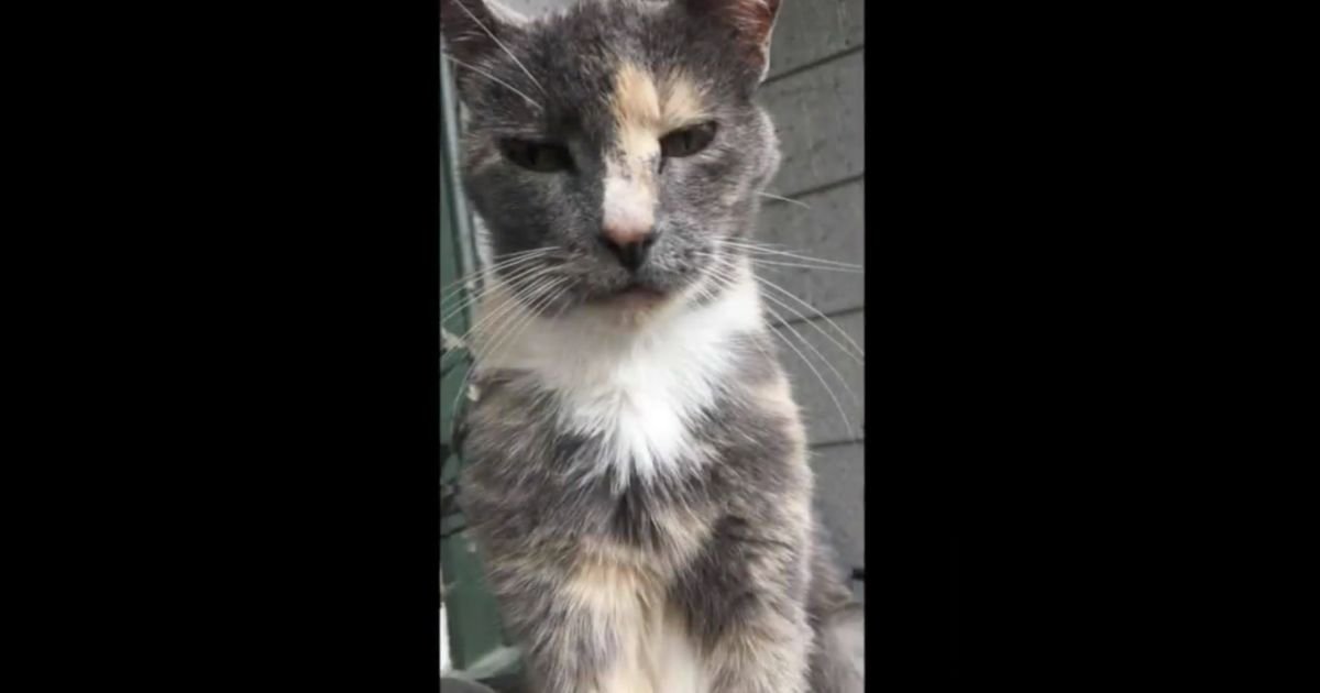 MyTrueCrimeNews's tweet photo. 12-year-old faces charges after torturing cat, threatening homeowners with knife https://t.co/WQUzwveaNH https://t.co/L7ZSZOYGiV
