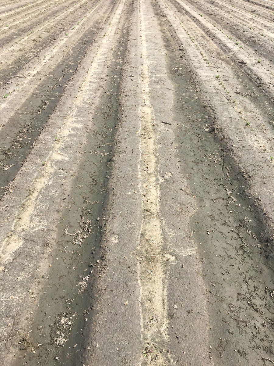 thebuffsciguy's tweet photo. Some of the most extreme symptoms of flumioxazin injury on peanuts #herbicide #weedscience #peanuts #rain #preemerge #itcanhappen https://t.co/THt2yIzLvB