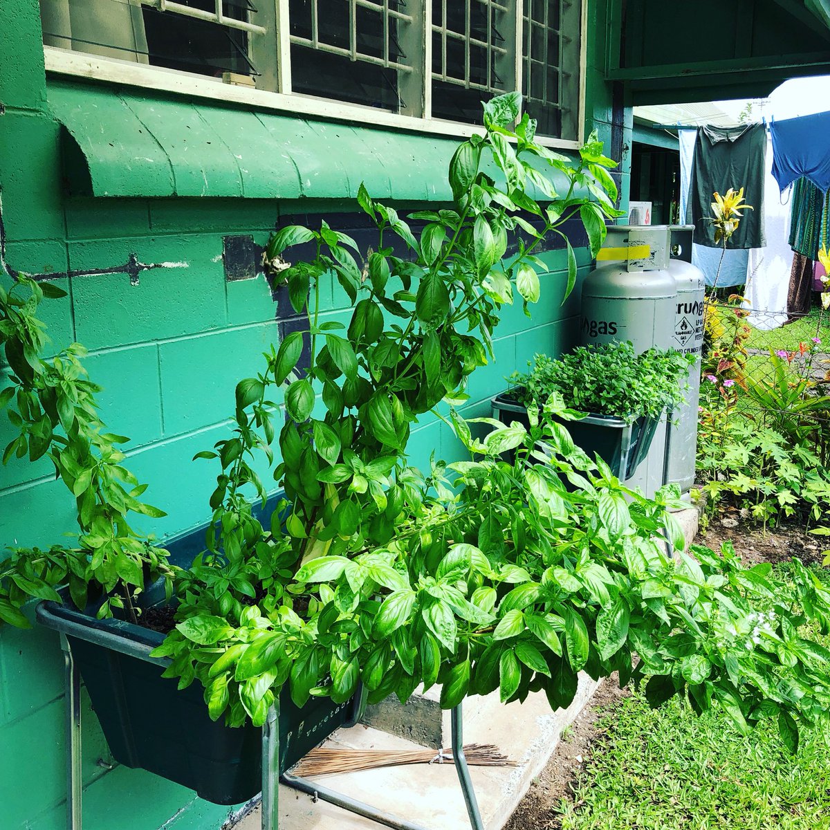 mkjoneswriter's tweet image. Holy basil! My herbs didn’t miss me while I was away 🌿 #pestotime #greenthumb #not