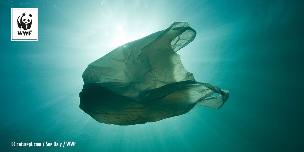 WWFFrance's tweet photo. 🌊 Le #plastique, c'est pas fantastique ! Il met en danger la santé humaine et les espèces marines qui le prenne pour de la nourriture → https://t.co/xKGWjhECHF #WorldOceanDay https://t.co/HQeXDUQ2q2
