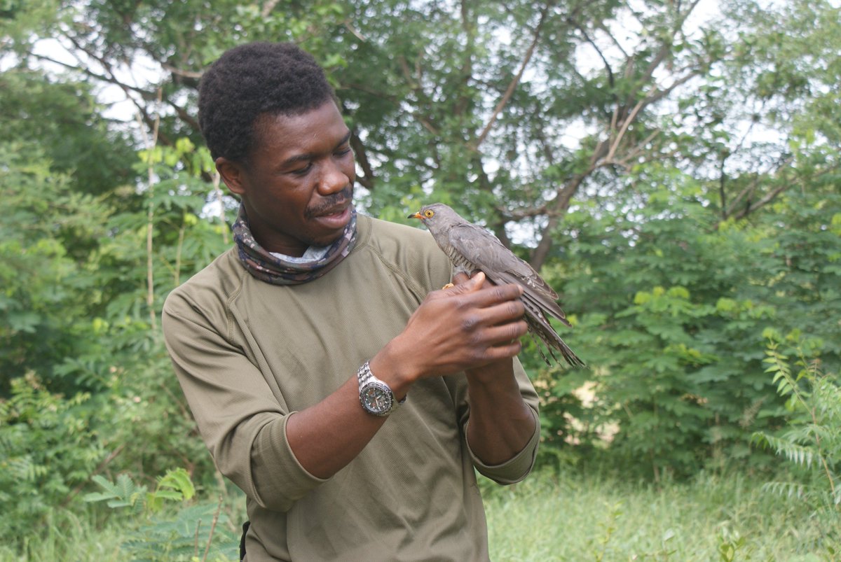 Ostrich Journal of African Ornithology (@ostrichjao) on Twitter photo We are pleased to introduce the world to our new Associate Editor, Dr. Samuel Temidayo Osinubi! He is currently a postdoctoral fellow at the Percy Fitzpatrick Institute (<a href="/Fitztitute/">FitzPatrick Ins</a>) working on intra-African migrants. We are glad to have him on our team!
#ornithology #bird #birds We are pleased to introduce the world to our new Associate Editor, Dr. Samuel Temidayo Osinubi! He is currently a postdoctoral fellow at the Percy Fitzpatrick Institute (<a href="/Fitztitute/">FitzPatrick Ins</a>) working on intra-African migrants. We are glad to have him on our team!
#ornithology #bird #birds