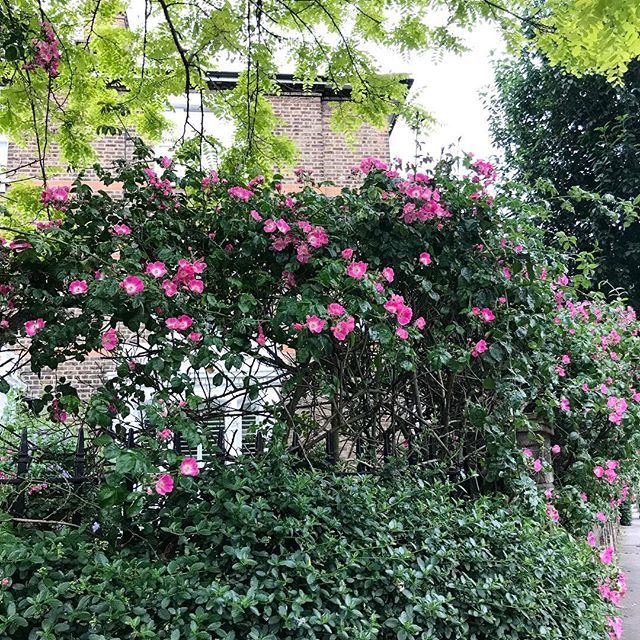 katecshaw's tweet photo. The roses are out! A bit earlier this year but oh my, so very pretty! #roses #garden #planting #wallofroses #enclosed #wild #pink #flowers #londongarden #summerinthecity #cityoflondon #northlondon #northfour #myhome https://t.co/ODowVaIiu2 https://t.co/zhRPL3gRSs
