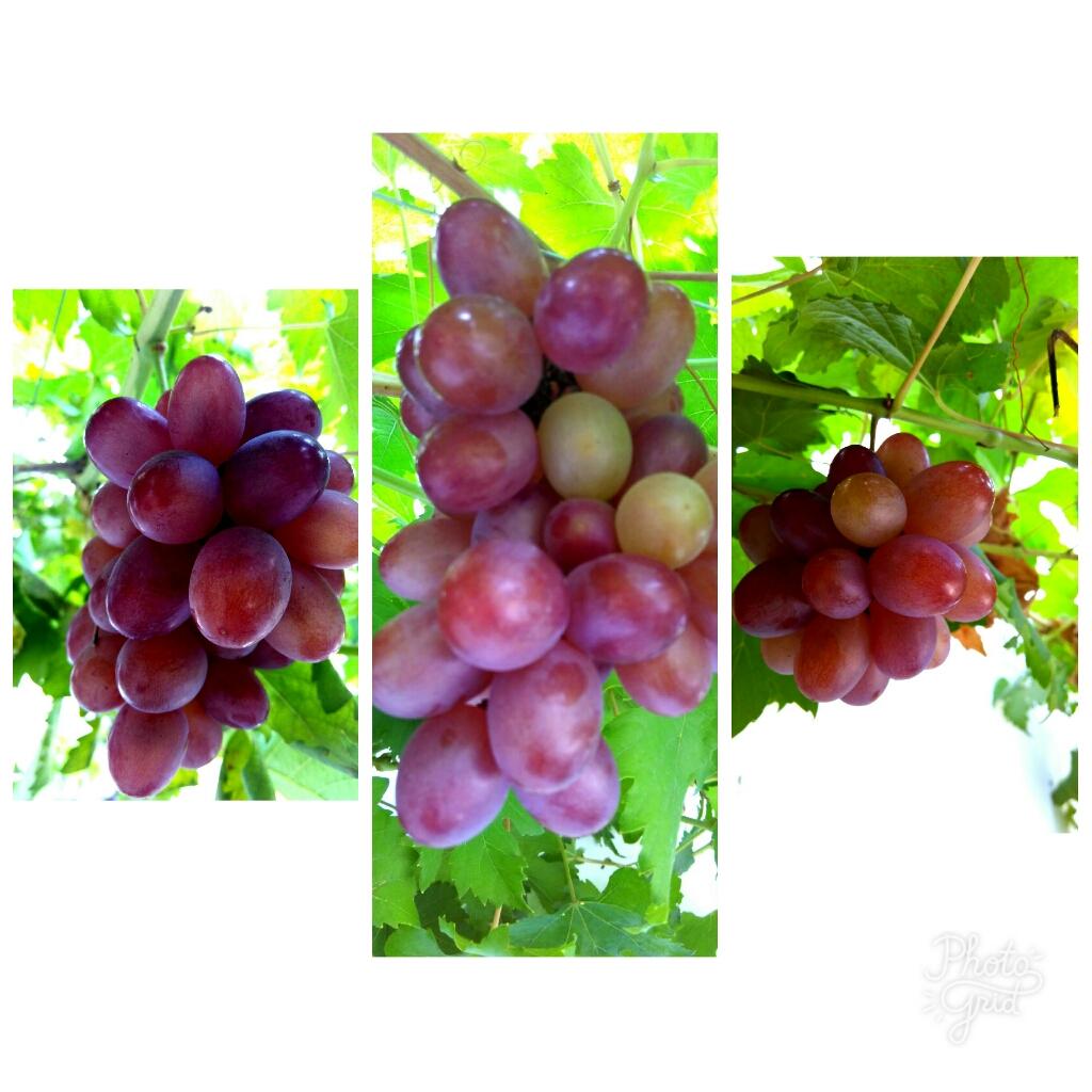sity_suganda's tweet photo. Anggurku merah lg https://t.co/UblZVgS0e0