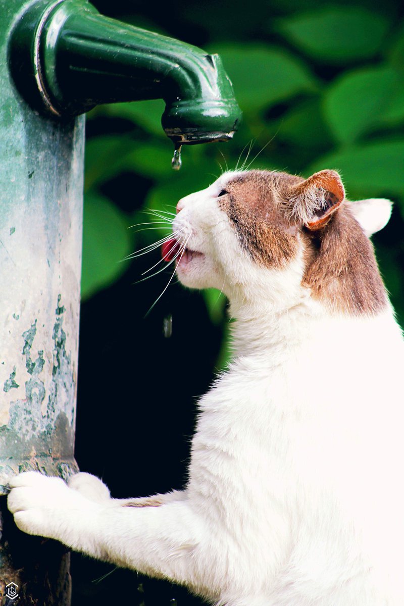 ulloagasssin's tweet photo. Mr cat
#photography #cat #water #beauty #amazing #green #vert #shoot #shooting #shoot_time #amazing #white #robinet #soif
#Shoot and Edit by @ulloagasssin
#LesClichésdUlysse📸 https://t.co/0F4tgsFIId
