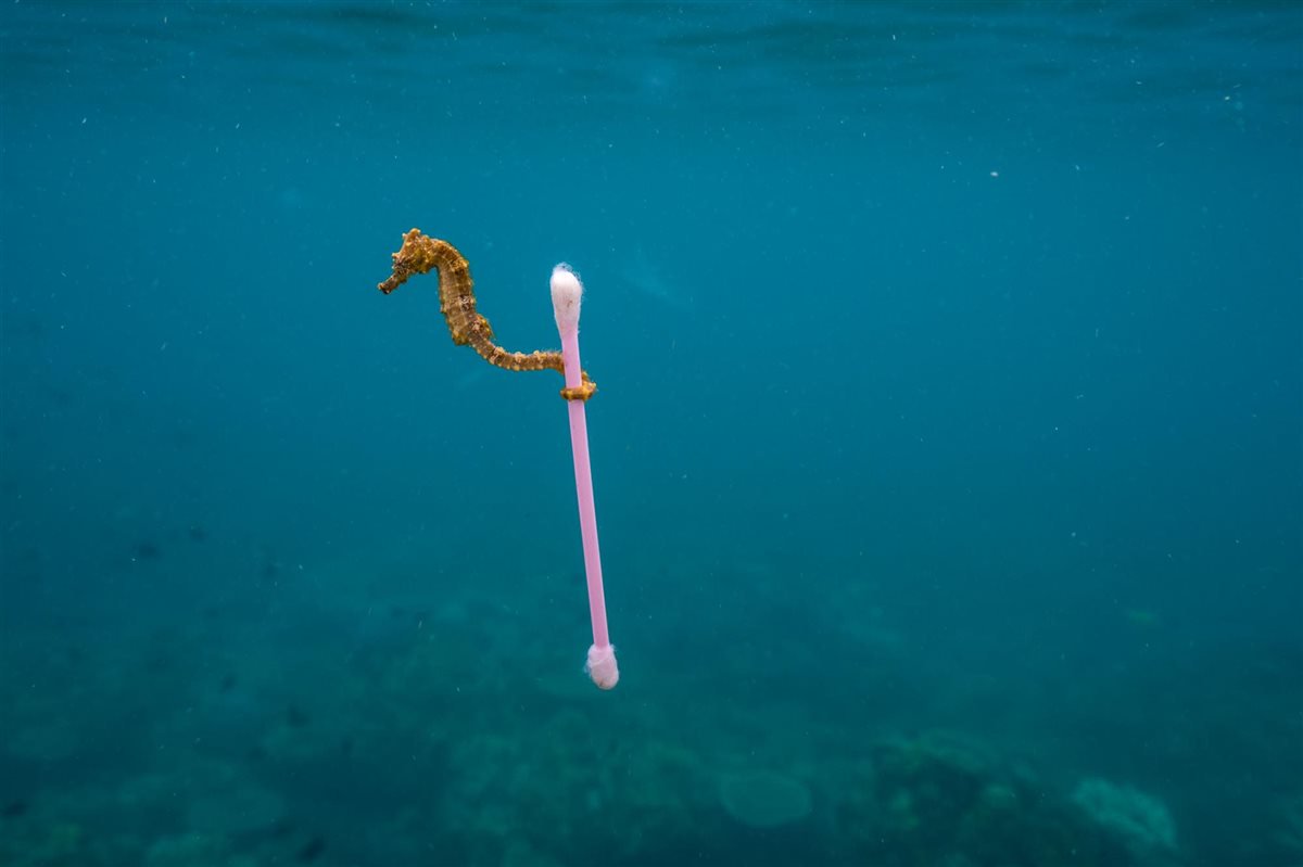 ViajesNG's tweet photo. Hoy es el #DíaMundialdelosOcéanos y en nuestras manos está su conservación… “Limpiemos nuestros océanos” y disfrutemos buceando en estos destinos #PlanetOrPlastic #planetaoplástico #OceansDay https://t.co/J0VpN0xSH0 https://t.co/a4FttzROgS