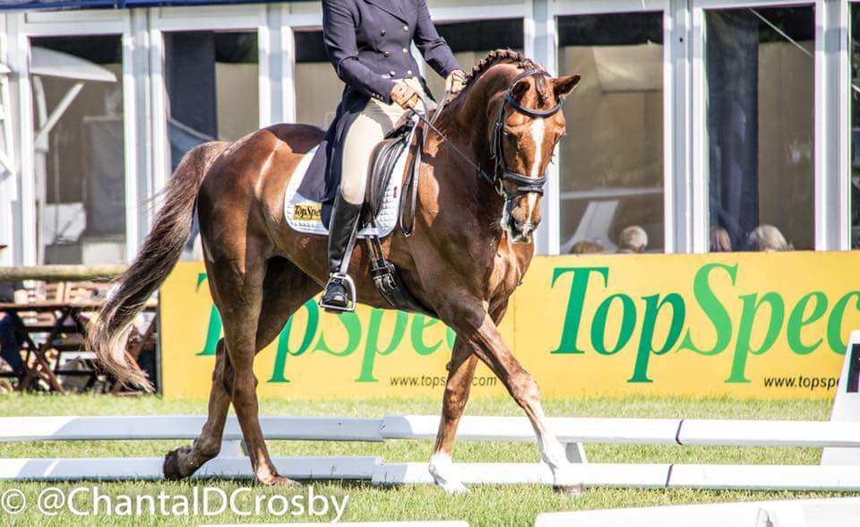 WoodyEventing's tweet image. Dressage ✔ CCI3* U25  excited for the cross country now! #EBHT #fedontopspec 💚💛💚 @ChantalDCrosby amazing photos!