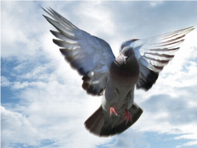 official_rpra's tweet photo. On Wednesday 13 June, The #RPRA and #PigeonRacingUK & #Ireland is holding a #LordsVsCommons #pigeonrace at #BlethcleyPark. #PigeonRacing was once widely supported by #MPs and #peers, with an annual Lords versus Commons #pigeonrace held. The last being in 1928! https://t.co/cdmvrx8km5