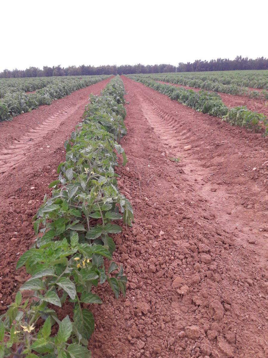 INPROGSL's tweet photo. Visita a tomateros, esta vez tomates tardios. #Fortec #tomates #Badajoz #cahersa https://t.co/l8GXY2NOQd
