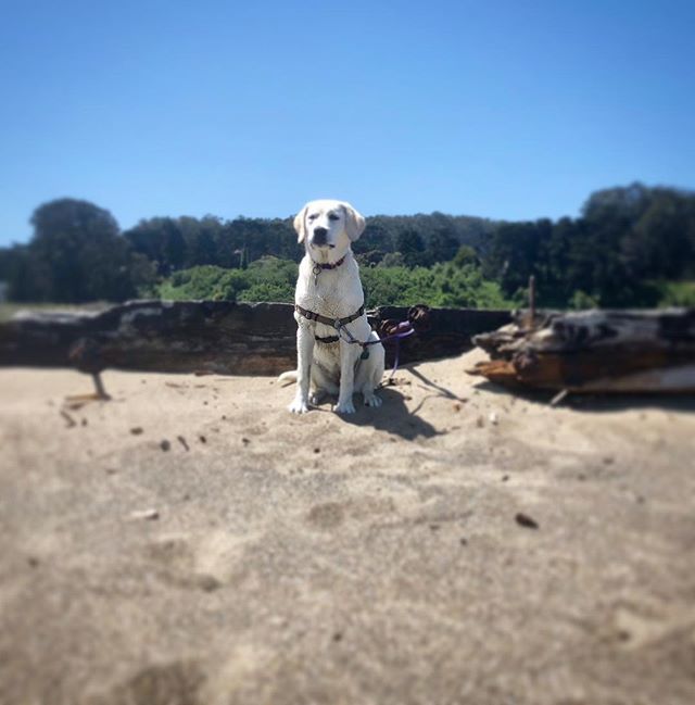 naturesbeasts's tweet photo. #throwback to Monday, when I scored myself a detention.... #oopsididitagain 🤣
(jumping/mouthy...fresh!😳)
.
.
#teenager #mopey #hardknocklife #frustrated #teenagelife #whitelab #thinkingonit #learningaboutlife #consequences #labpuppy #labradorretrieve… https://t.co/JcVoalOsKo https://t.co/y0181FlT0b