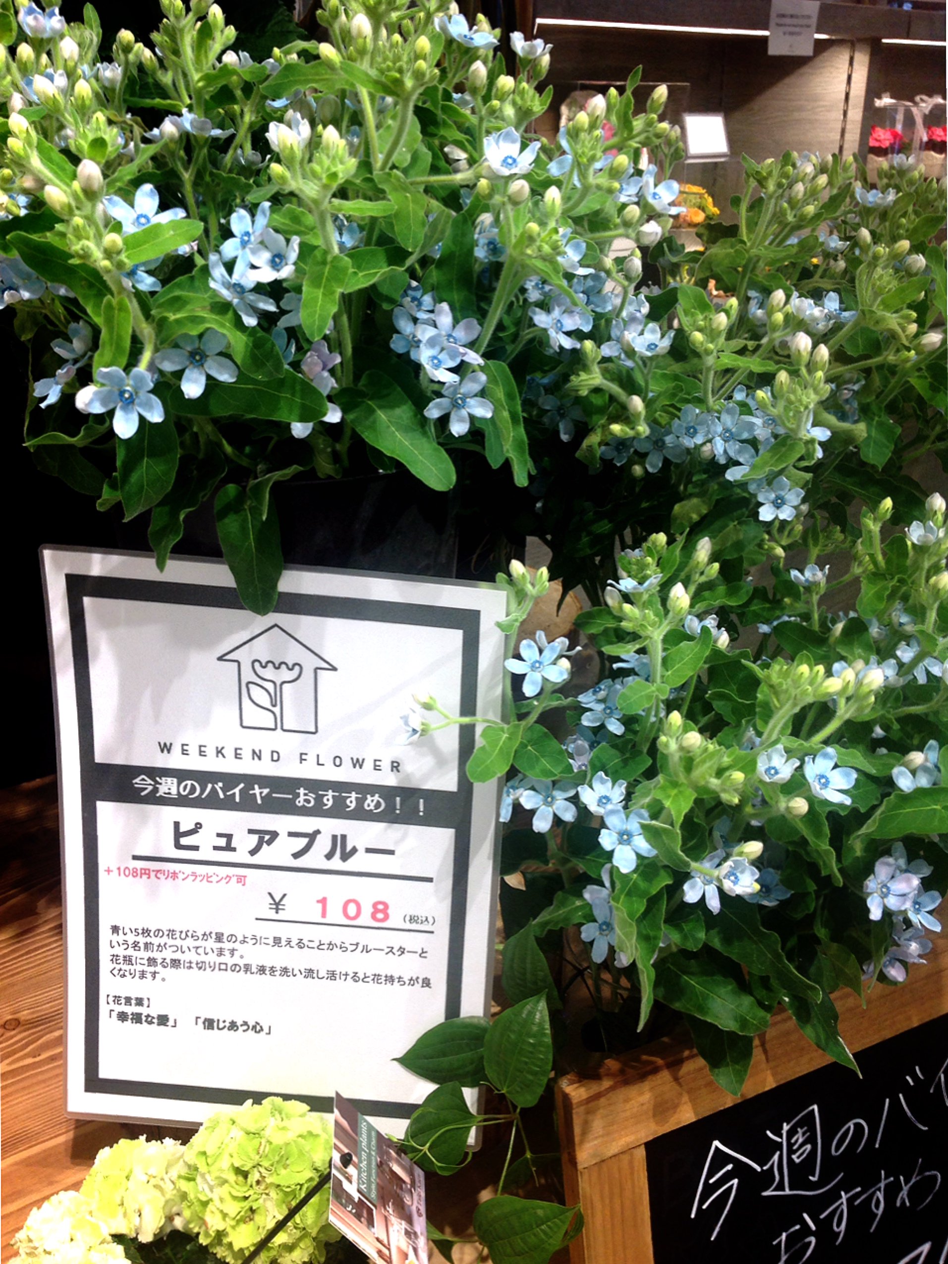 Parco Ya上野 パルコヤ上野 1f 日比谷花壇 パルコヤ上野店 Weekend Flower ブルースター 花言葉 幸福な愛 信じあう心 青い5枚の花びらが星のように見えることからブルースターという名前がついています 低価格でお買い求めやすくなって