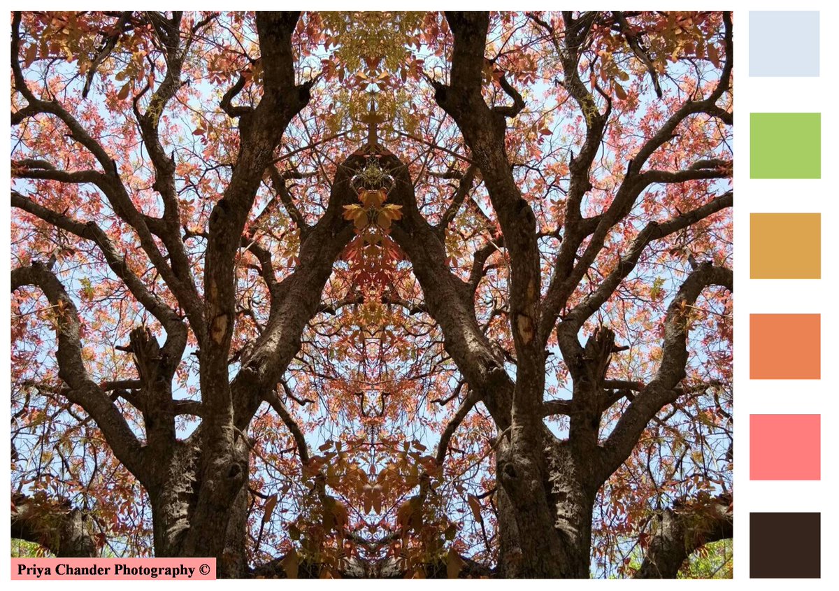 #WorldEnvironmentDay #Nature #Chandigarh #PriyaChanderPhotography #Springsummer #Photography #Trees #TreePhotography #PhotographofTrees #CityBeautiful #India #Fashioninspiration #colorinspiration #colortrends #wallpaper #art #natureinspiration #fashionforecast  #naturemeditation
