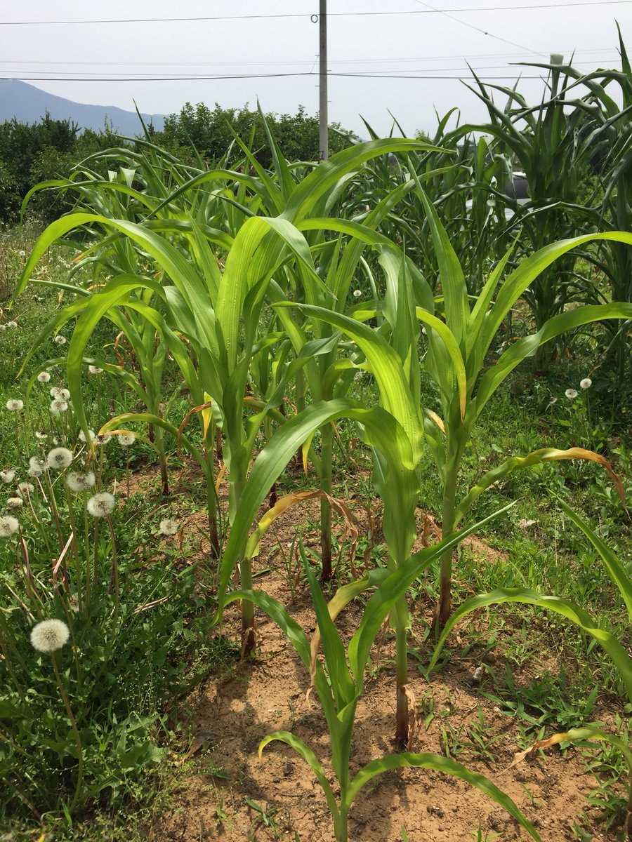 한밭에서 한고랑 건너 심었을뿐인데 어찌 이렇게나 다를까. 작물을 통해 흙 상태를 파악한다.