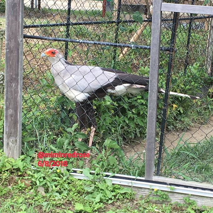 白鳥のtwitterイラスト検索結果 古い順