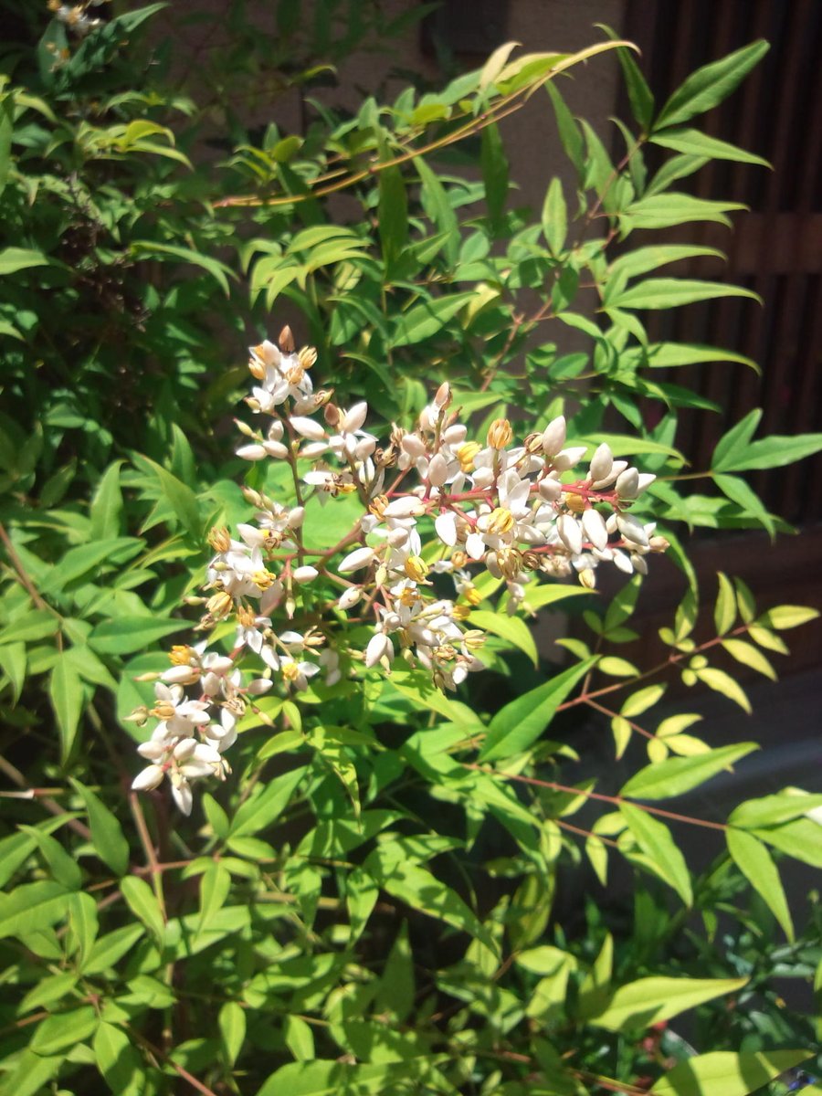 森田勇造 Auf Twitter 南天 花 南天は 難を転ずる 縁起の良い木とされているが 今を盛りと咲き誇っている 穂状に着いた小さな白い花には何も香りがなく 昆虫の飛来もない