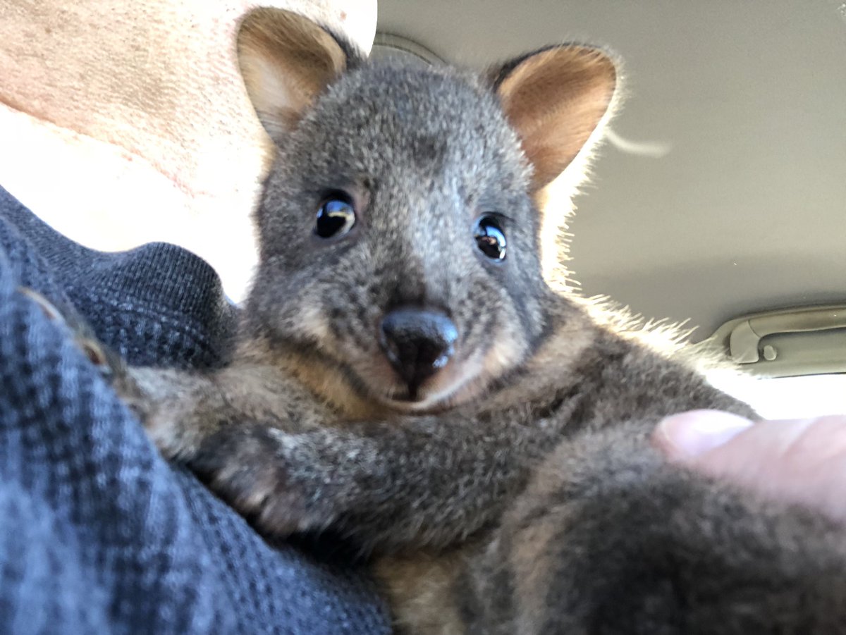 RockWombat's tweet photo. #Pademelon #rescue #wildlife #tasmania #joey https://t.co/32CclbgxXA