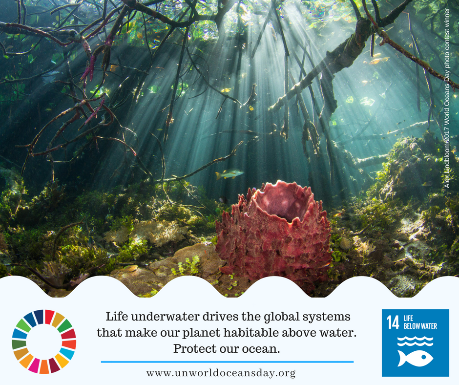 Happy #WorldOceansDay! 🌊🐟🌊🐡
We all have a responsibility to use the resources provided by our oceans  sustainably because future generations will also depend on the oceans  for their livelihoods. 🌊🦈🌊🐠🌊🐙 
Our ocean is our future.  
bit.ly/2Jj07Gh