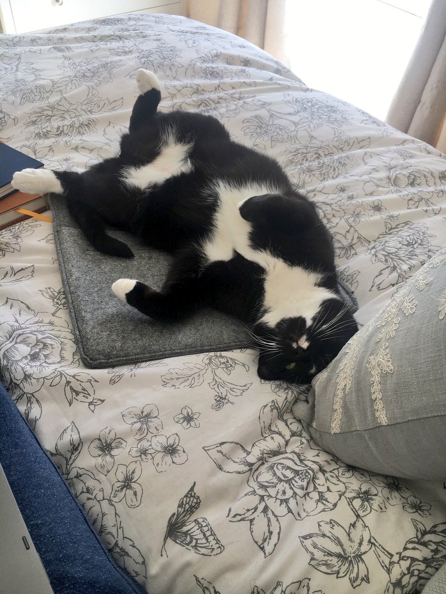 Snoochie_Booch's tweet photo. Happy #jellybellyfriday everyone! Busy out those bellies and shake that jelly!!! 😸🐾 https://t.co/gZ8kTpkLbD