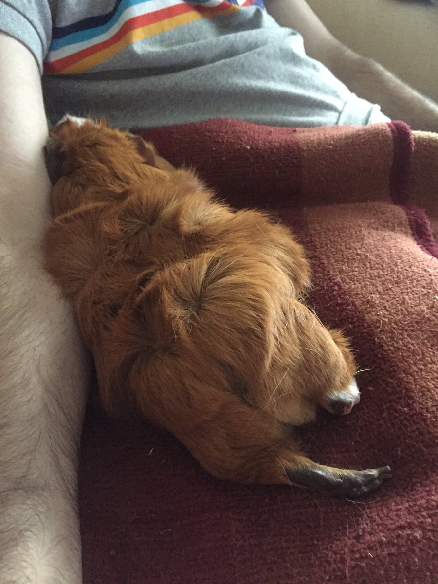 Piggypantaloons's tweet photo. Happy #PantaloonFriday Pals! I have on my best #gingerpantaloonwithfoot nicely accessorised here by a hoom, I’m ready for the #wheekend!
(Hoom- models own) https://t.co/8nlkO3SWSd