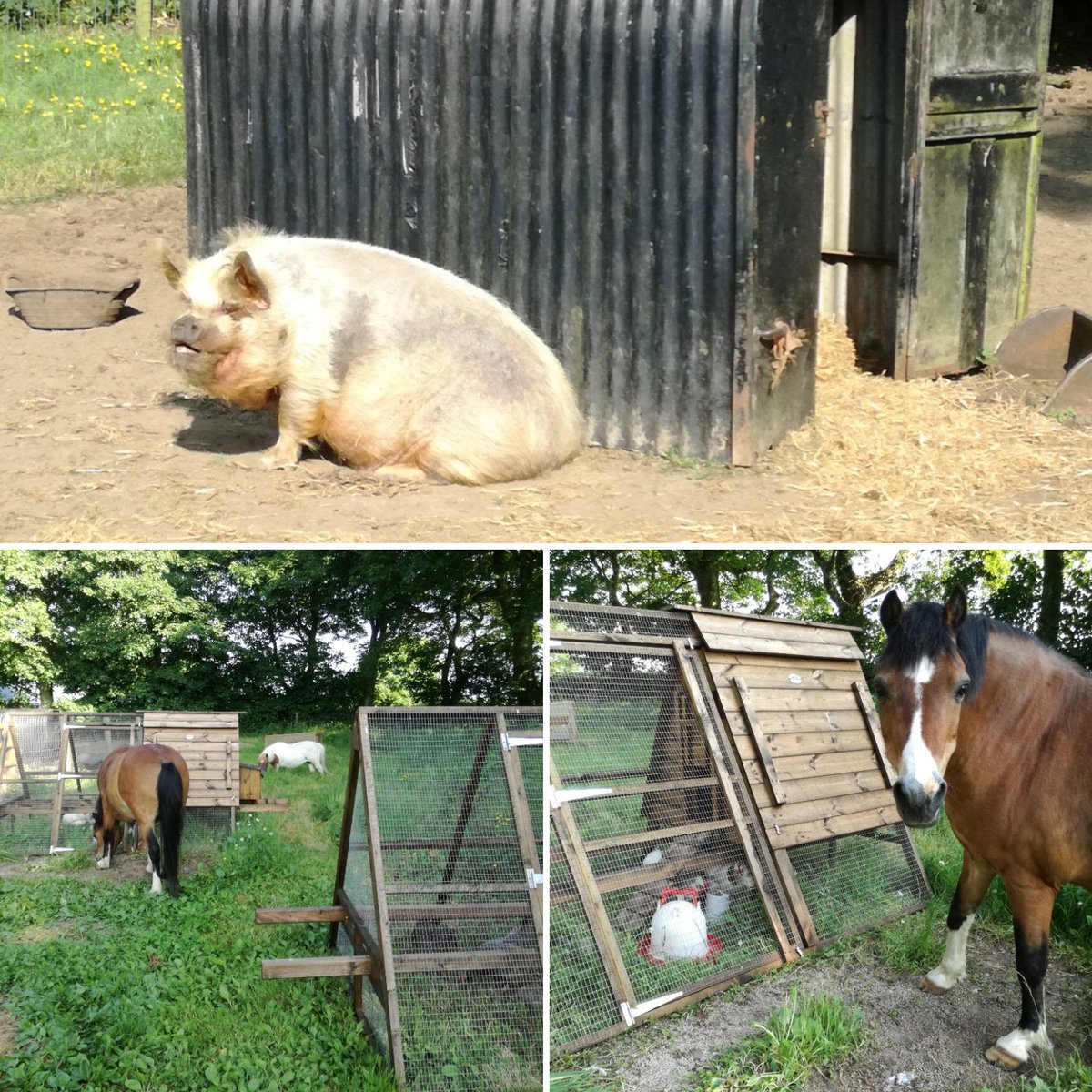 Pinky enjoying the sunshine and I seem to have 2 extra egg collectors today 🐔🐷🐴 😍 <a href="/lochmeylerdairy/">MatthewEvans</a> @lovepembs <a href="/FarmStayUK/">Farm Stay UK</a> <a href="/visitwales/">Visit Wales 🏴󠁧󠁢󠁷󠁬󠁳󠁿</a> <a href="/VisitPembs/">Visit Pembrokeshire 🏴󠁧󠁢󠁷󠁬󠁳󠁿</a> #Pembrokeshire