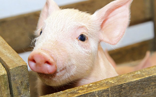yicaichina's tweet image. .@AlibabaGroup Unveils Pig-Rearing Technology to Produce Better Pork bit.ly/2Hu1cpg