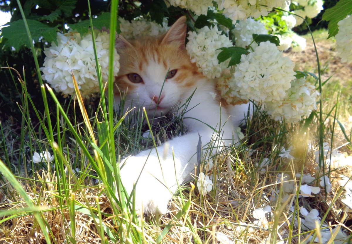 rafalglazik's tweet image. #mójkot