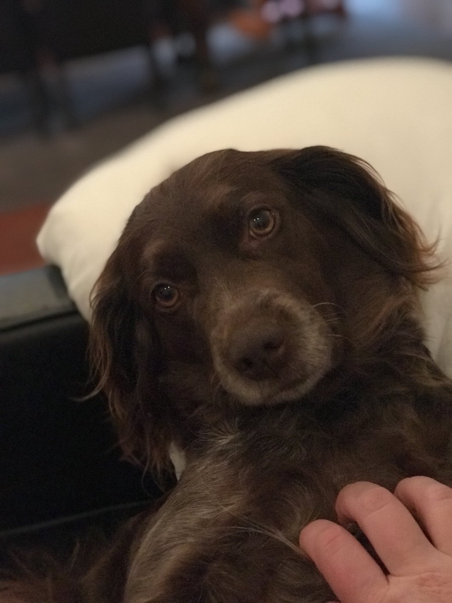 lsimpsonauthor's tweet image. This dog thinks she’s human. #princesscharlie #brittanyspaniel