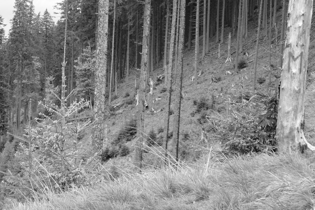 RobertChiorbeja's tweet photo. #woods #forest #trees #transrarau #rarau #bucovina #pojorata #chiril #campulungmoldovenesc #suceava #vatradornei #romania #beautiful #summer #grass #acrosfilmsimulation #fujifilm #fujinon #fujifilm_xseries #xt20 #blackandwhite #monochrome #photography #photographer https://t.co/A4ayHKpf0x