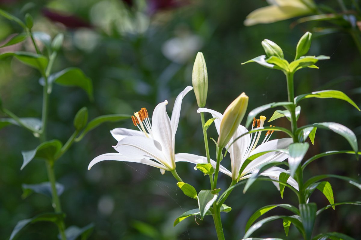 jun_photolife's tweet photo. 所沢ゆり園へ強行出撃１
1時間強しかいられなかった・・・。

5D4＋EF70-200mm F2.8L IS II 
#photography  #ゆり #ところざわ https://t.co/Mr3eWhnFwa