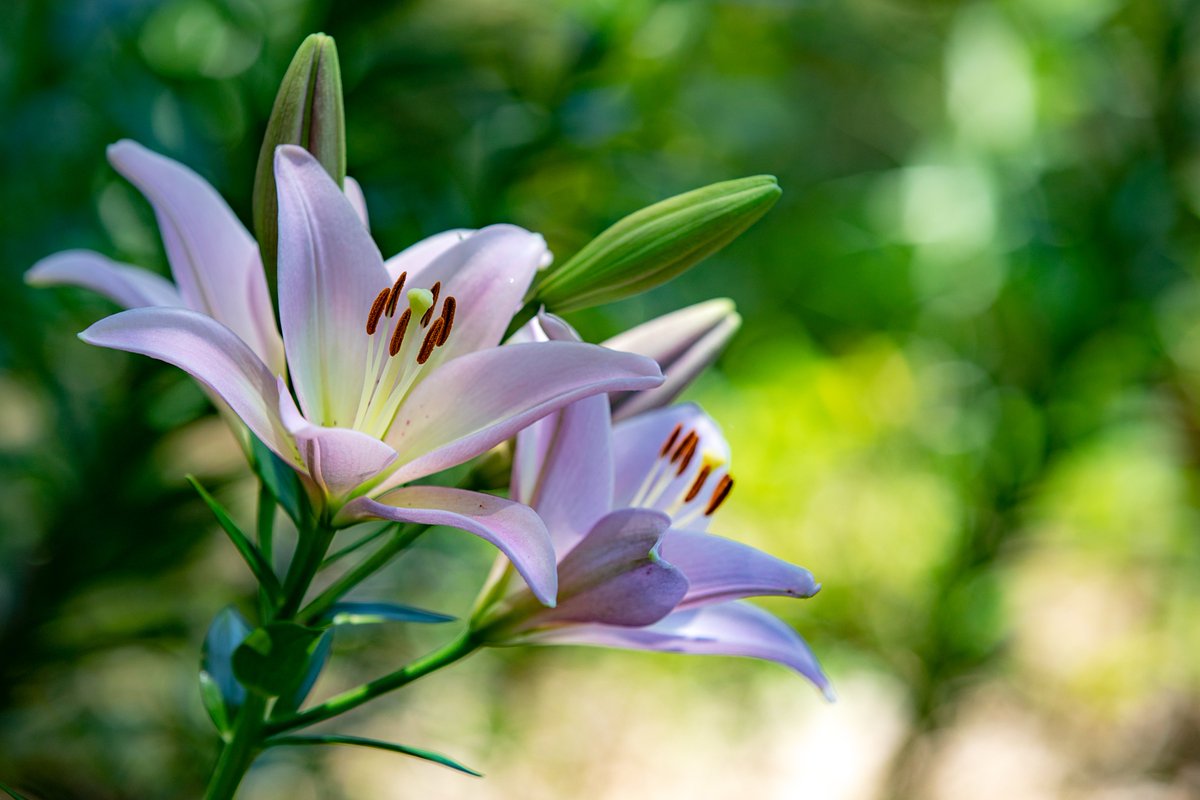 jun_photolife's tweet photo. 所沢ゆり園へ強行出撃１
1時間強しかいられなかった・・・。

5D4＋EF70-200mm F2.8L IS II 
#photography  #ゆり #ところざわ https://t.co/Mr3eWhnFwa