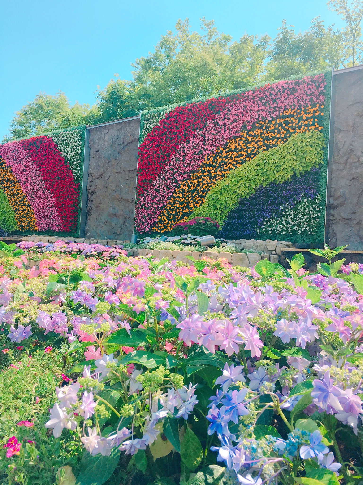 ラグーナテンボス 花の虹がかかる フラワーラグーン 明日からあじさいまつり開催します T Co Hrsmb0keuq あじさい ラグーナテンボス T Co 2tn0mlueot Twitter