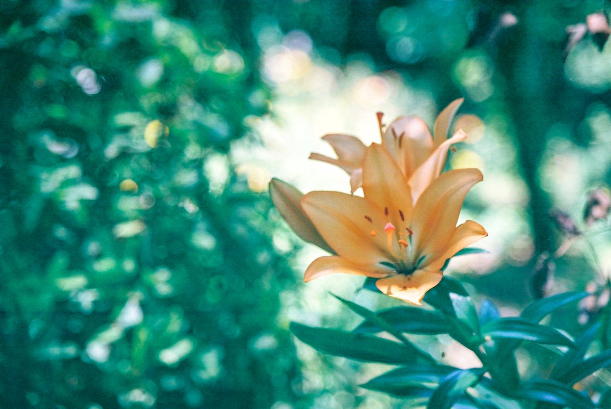 jun_photolife's tweet photo. 所沢ゆり園へ強行出撃２
EOS7＋EF28-105mm F3.5-4.5 II ＋fuji SUPERIA PREMIUM 400
フィルムが余っていたので持参

今日は5分咲きだそうです。
週明けには見頃になるのではないかと園の方がおっしゃってました。

#photography #ゆり #ところざわ #EOS7 https://t.co/4RIg5Qdmt4