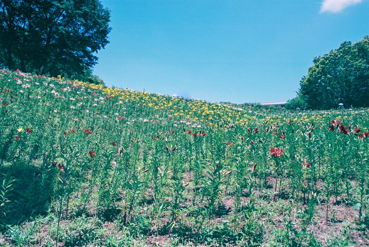 jun_photolife's tweet photo. 所沢ゆり園へ強行出撃２
EOS7＋EF28-105mm F3.5-4.5 II ＋fuji SUPERIA PREMIUM 400
フィルムが余っていたので持参

今日は5分咲きだそうです。
週明けには見頃になるのではないかと園の方がおっしゃってました。

#photography #ゆり #ところざわ #EOS7 https://t.co/4RIg5Qdmt4