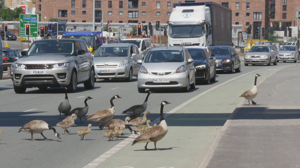 LukeBlazejewski's tweet photo. Keep an eye out on the Manchester/Salford ring road border as the Canada geese keep trying to cross the road to get their chicks down to the river, as their usual way down has been blocked by a development. Please share @MENnewsdesk @MerseyRivers https://t.co/no42c3oiE2