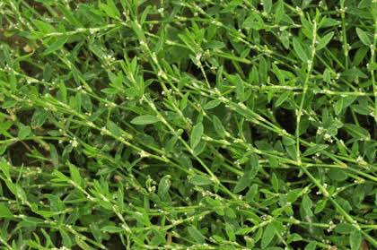 Спорыш трава семена. Горец птичий (спорыш, гусиная трава. Спорыш лужайка. Горец птичий газон. Спорыш птичий.