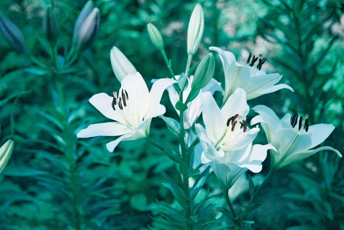 jun_photolife's tweet photo. 需要はないでしょうけど、手を加える前のものも残しておこうかな。
てか、EOS7に28-105のⅡ型とか・・・個人的にオサレだと思ってます。
WBを変更、青と緑の彩度を下げ、気持ち程度のハイパスで終了してます。
PRO400Hも好きなんですけどね・・・。
#PRO400H #ゆり https://t.co/2f5byE6DWT