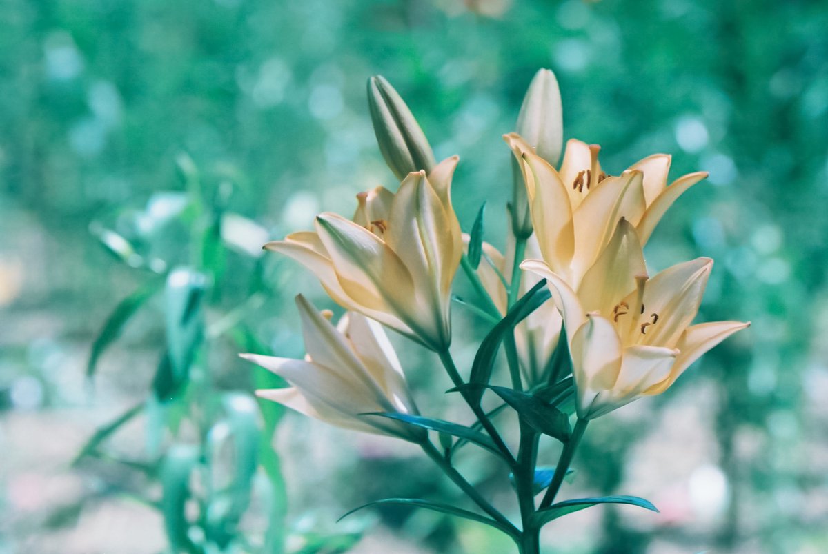 jun_photolife's tweet photo. 需要はないでしょうけど、手を加える前のものも残しておこうかな。
てか、EOS7に28-105のⅡ型とか・・・個人的にオサレだと思ってます。
WBを変更、青と緑の彩度を下げ、気持ち程度のハイパスで終了してます。
PRO400Hも好きなんですけどね・・・。
#PRO400H #ゆり https://t.co/2f5byE6DWT
