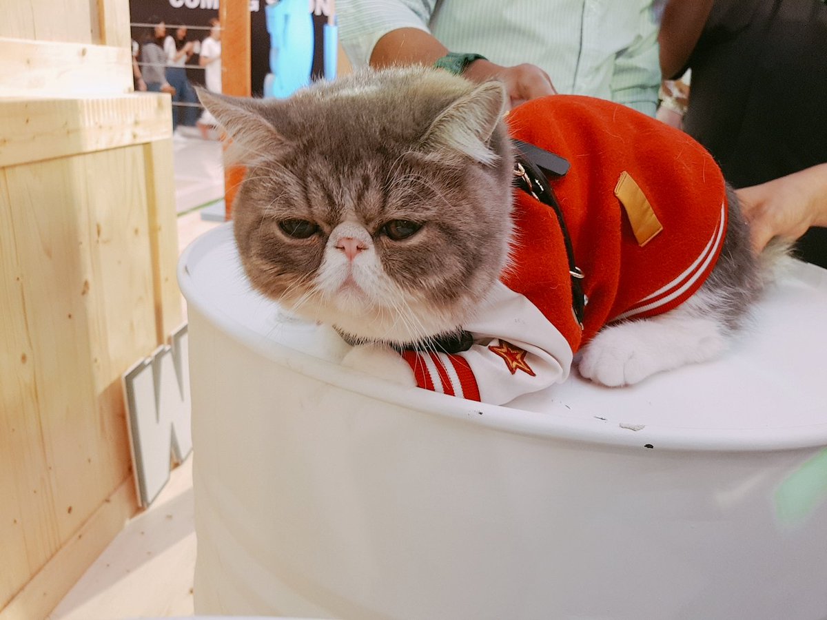 silkklissilk's tweet photo. เห็นแต่ในสติกเกอร์ไลน์ วันนี้ได้มาเห็นตัวเป็นๆ น่ารักน่าหยิกอะไรแบบนี้ ขนนุ่มมากเลย งือออออ 😊
มาทักทายน้องได้ที่ Central World นะจ๊ะ
#LINEstickeraward2018
#แมว #ทาสแมว https://t.co/jrTl5aRn17