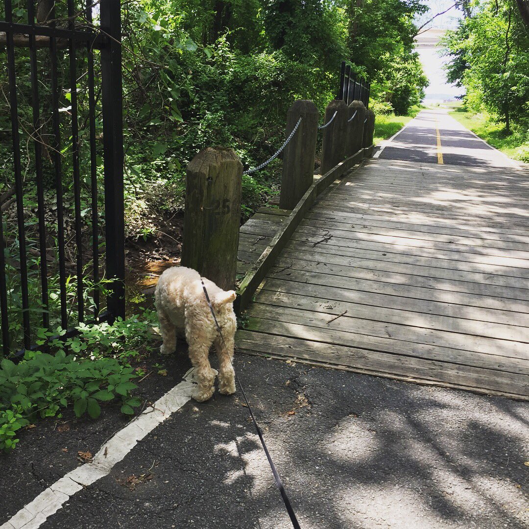 pupofleisure's tweet photo. Great walk around #JonesPoint and a water break at Old Town #communitygardenโฆ https://t.co/DsKJviMrs7โฆ #dogfriendly #LeisurePup #dogwalk #AlexandriaVA https://t.co/0rez35nNuD