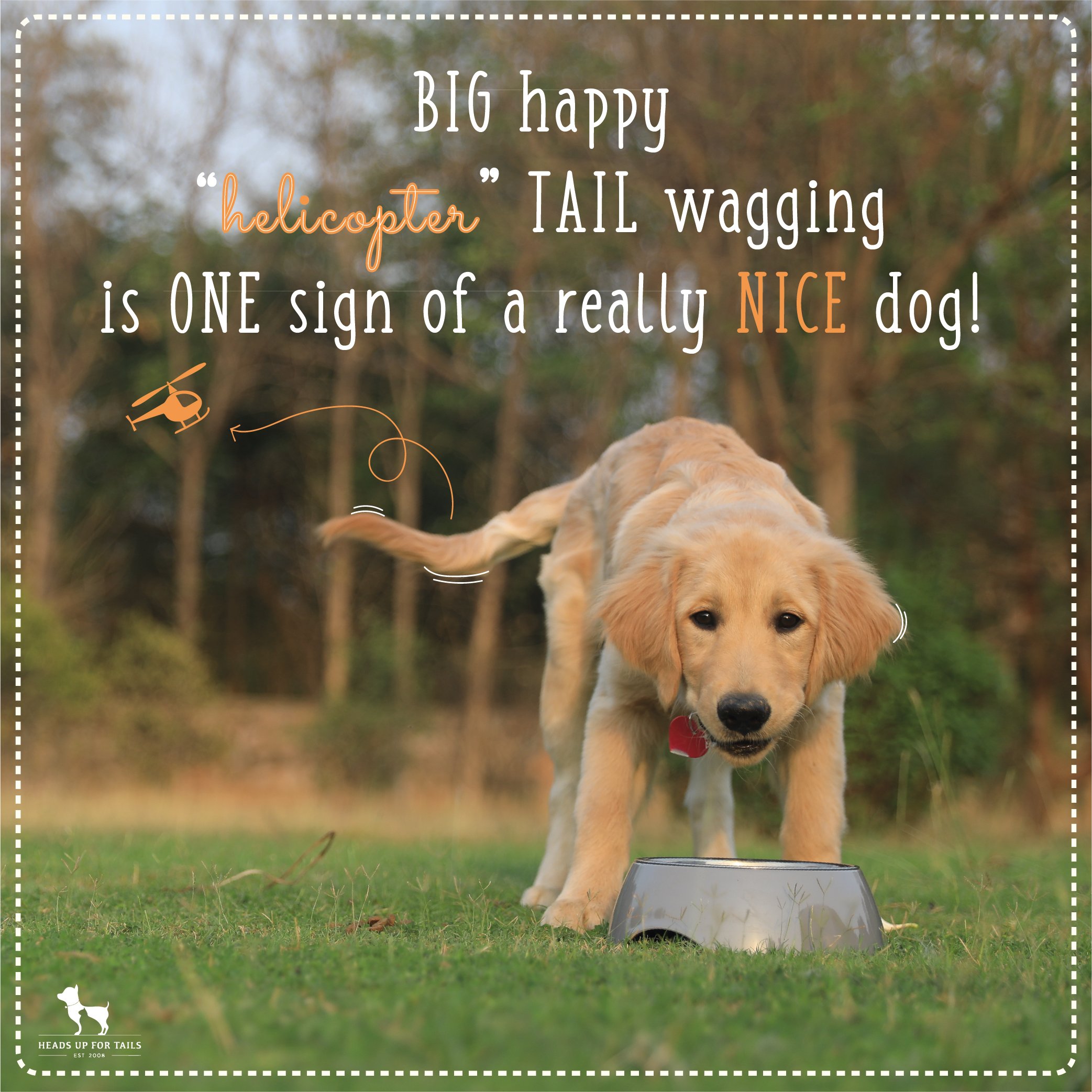 What Does It Mean When A Dogs Tail Wags In A Circle