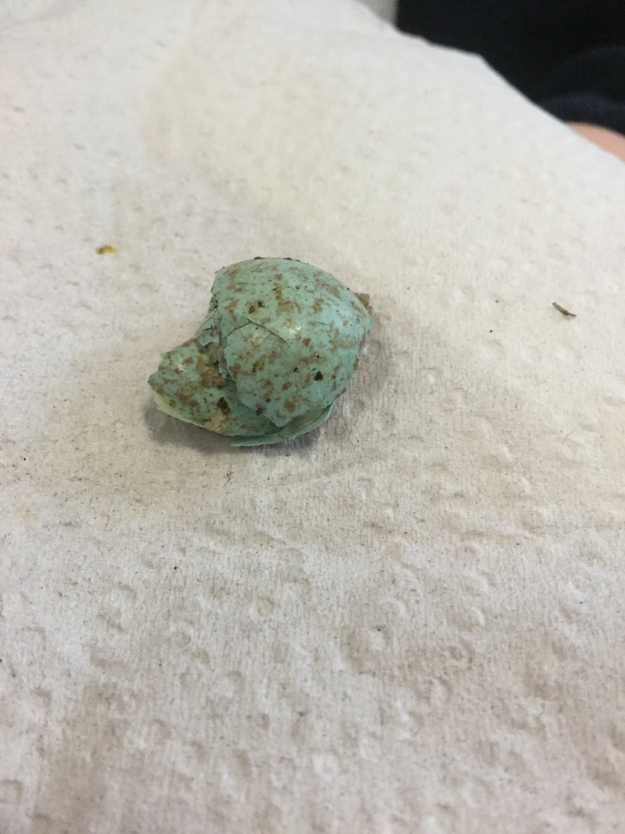 halwinhead's tweet photo. We have been excitedly watching the blue tits this morning! We made a blue tit out of building bricks and were wondering if this egg we found is a blue tit egg? https://t.co/8X96DMWeSq