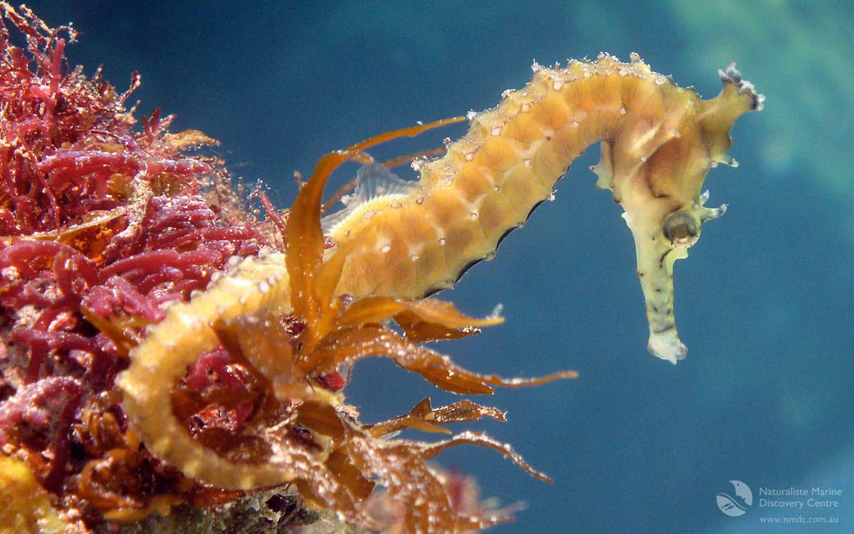 rinnovabiliit's tweet photo. Ben 8 mln di tonnellate di #plastica finiscono ogni anno nei nostri #oceani, con una prospettiva futura disarmante: di questo passo entro il 2050 i #rifiuti saranno più numerosi delle creature marine.  #WorldOceansDay https://t.co/svlm8vllvC https://t.co/ESTJQWyR4a